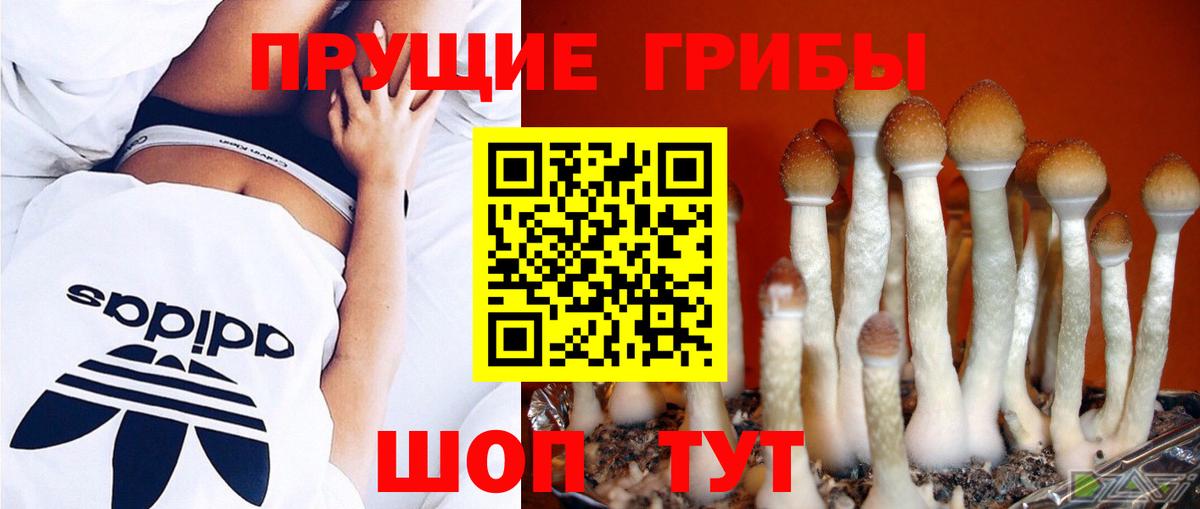 Псилоцибиновые грибы GOLDEN TEACHER Реж